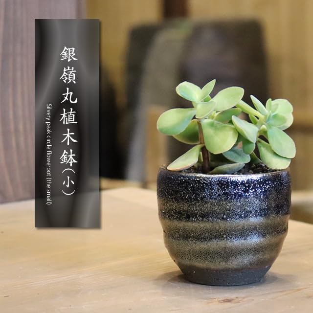 陶器の鉢植え 盆栽鉢 中国鉢 植木鉢 多肉植物鉢 小品盆栽鉢 山野草鉢 山文製陶所 #多肉植物 #山野草 #盆栽 #信楽焼 #観葉植物 #陶器