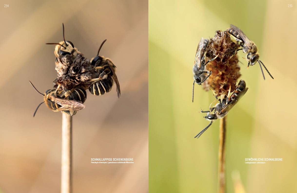 WILDBIENENHELFER: Wildbienen & Blühpflanzen