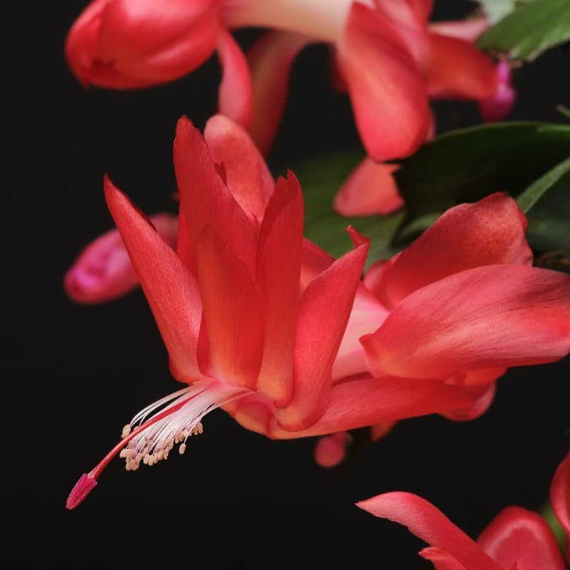 Miniatura 4 de Plantas de cactus de Navidad rojas vivas en maceta de 4 pulgadas, vibrantes flores de cactus de Navidad, plantas de cactus perennes, plantas