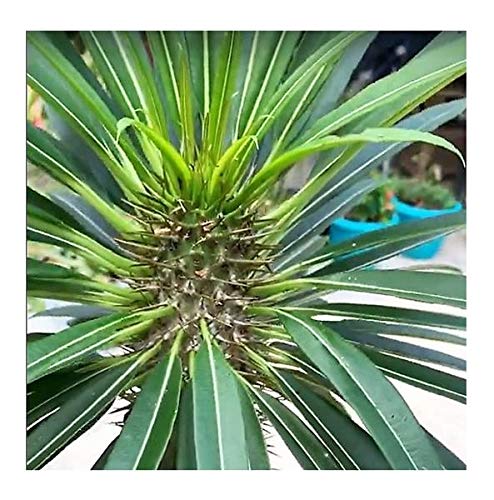 Pcs - 5X Pachypodium Geayi Geays Madagascar Palm Caudex Plants - Seeds B15 & Plants Shop by Ipsa