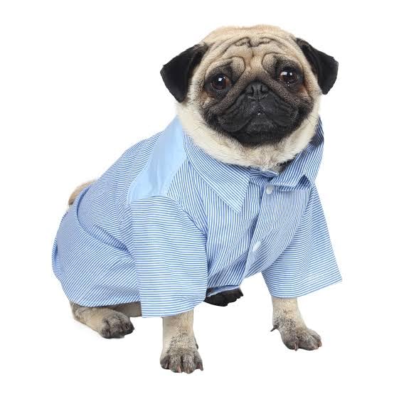 Bhumi Enterprises Dog Shirt Stripe Clothes Puppy Dog&Cat Button Up Shirt (Blue Stripe) (12) (B0CD9H1YFJ) Amazon Price History, Amazon Price Tracker