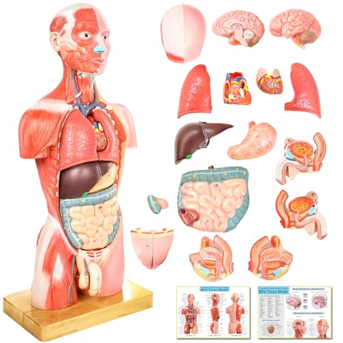 Image of NEW HORIZON Human Body Deluxe Musculature Model, 16 Pcs Removable 17 Inch Human Torso Anatomy With Heart, Head, Skull, Brain, Skeleton for Medical Students, Lab & Classroom Use
