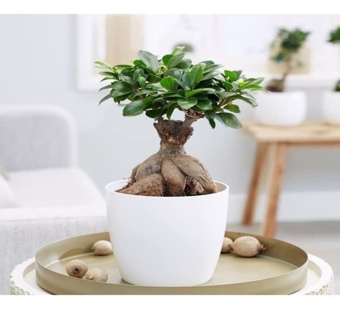 Vibrant Green Ficus Ginseng Indoor and outdoor Bonsai Live Plant/Tree 7 Years Old With White Plastic 4.5 inch Pot plant (Pack of 1 Healthy Live Plant) (B0BW7BRHYX) Amazon Price History, Amazon Price Tracker