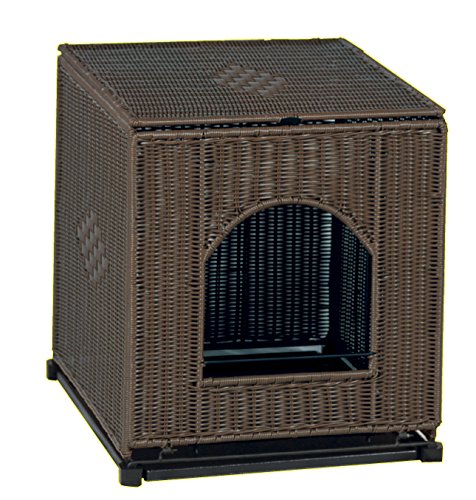 half papillon half chihuahua