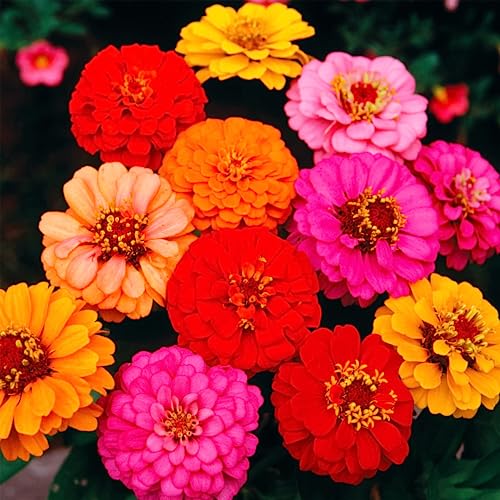 1000+ Crazy Blend Zinnia Seeds for Planting Zinnia Elegans Heirloom Open Pollinated & Untreated Mixed Color Zinnia Flowers