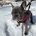 Gooby Hot Pink Small Dog Harness, Easy Fit No Pull with Quick Release Buckle, Machine Washable, Escape Free, Sporty Style