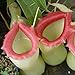 XQxiqi689sy 50pcs / Sac De Graines De Nepenthes Graines De Plantes Carnivores Tropicales Décoratives en Sac Blanc Graines de Nepenthes