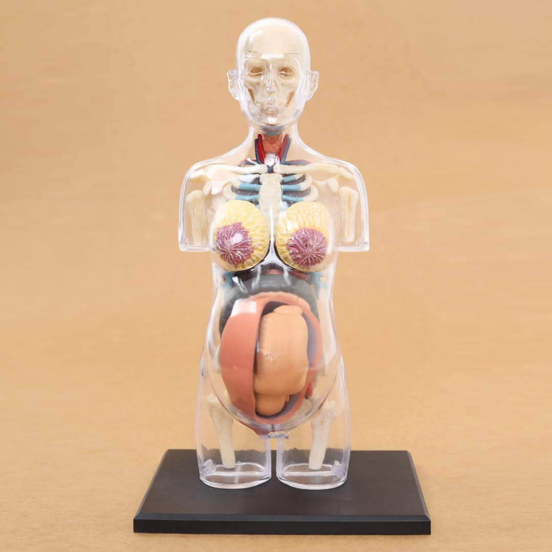 LABZIO 4D Master Transparent Pregnant Female Anatomy Learning Model Kit | Detailed Educational Figure for Medical Training, Classroom Teaching, Patient Education & Anatomical Study | Nursing Students (B0CVWVTD3L) Amazon Price History, Amazon Price Tracker