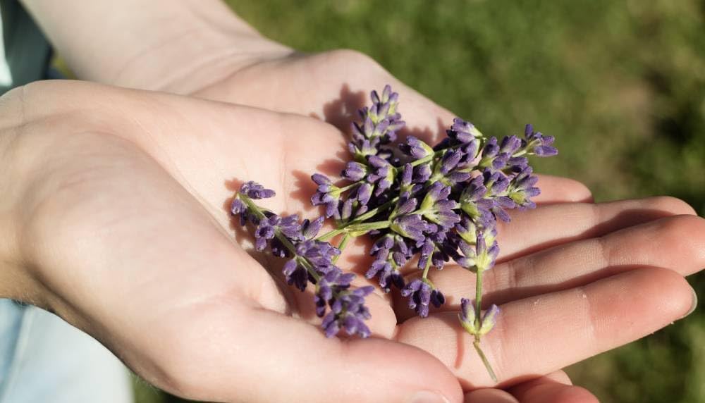 Lavanescent Scrub Corpo alla Lavanda Esfoliante Naturale Delicato con Polvere di Riso, Burro di Karité e Oli Nutrienti Pelle Morbida, Luminosa e Rigenerata, 150 ml