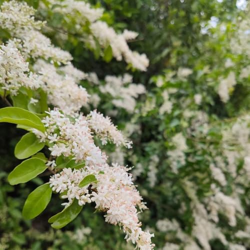 semi di ligustro, resistenti all'esterno di ligustro, arbusti dalla arbusti perenni resistenti 600pcs