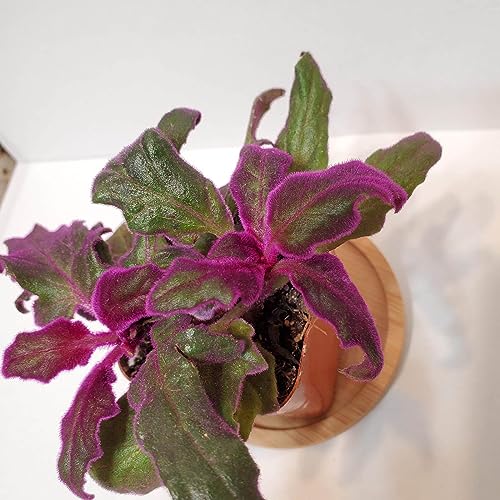 Purple Passion Plant - Royal Velvet Plant - 2 Live Starter Plants in 2 Inch Pots - Gynura Aurantica - Rare Indoor Houseplant