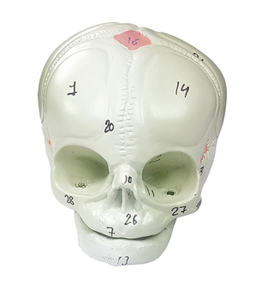 See full amazon price history chart for TeachingNest | Human Fetal Skull | HSP resin | Anatomical Skull Model TeachingNest | Human Fetal Skull | HSP resin | Anatomical Skull Model (B08LSZ39LN) Amazon Price History, Amazon Price Tracker