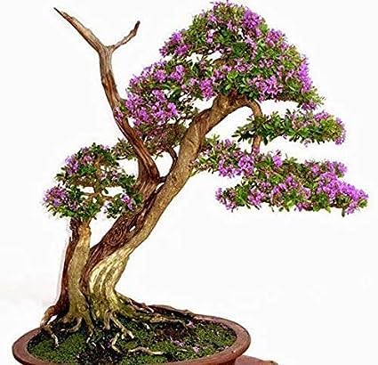 Image of RISHIKA PLANT HOUSE-Vietnam inchDesmodium Blue Braya inch | inch Vietnam Bonsai Bluebell inch Pre Bonsai (Medium Size) Healthy Bonsai Sepling Plant With Pot