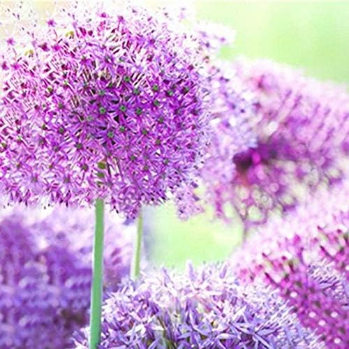 Strong Durable Egrow 100 Pcs Giant Allium Giganteum Flower Seeds Beautiful Garden