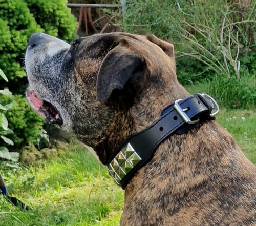 Hundehalsband Titan Lederhalsband Leder Schwarz Nieten Hohe Zugkraft Extra Breit Halsband Hund (L)