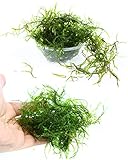 Live Aquarium Plants JAVA Moss for Freshwater Fish Tank Decorations use Green Moss Create a Moss Wall or Moss Carpet and Moss Driftwood Decor - Soft and Comforting for Fish (3