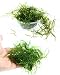 Live Aquarium Plants JAVA Moss for Freshwater Fish Tank Decorations use Green Moss Create a Moss Wall or Moss Carpet and Moss Driftwood Decor - Soft and Comforting for Fish (3" cup x1)