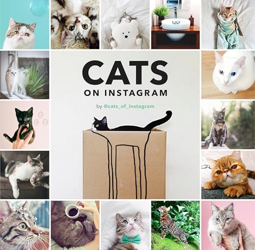 Cats on Instagram
