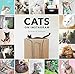 Cats on Instagram