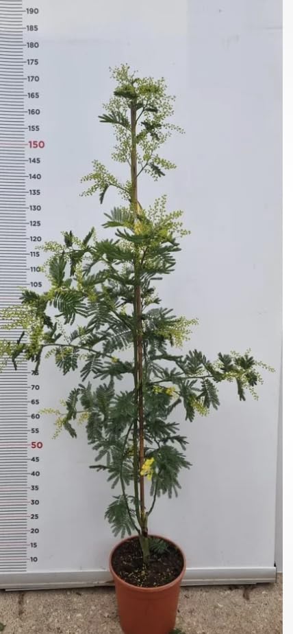 Mimosa Acacia Dealbata In Vaso 4 Litri - Pianta Non Fiorita, Altezza 2m, Vivaio Castelletto - Foto 7