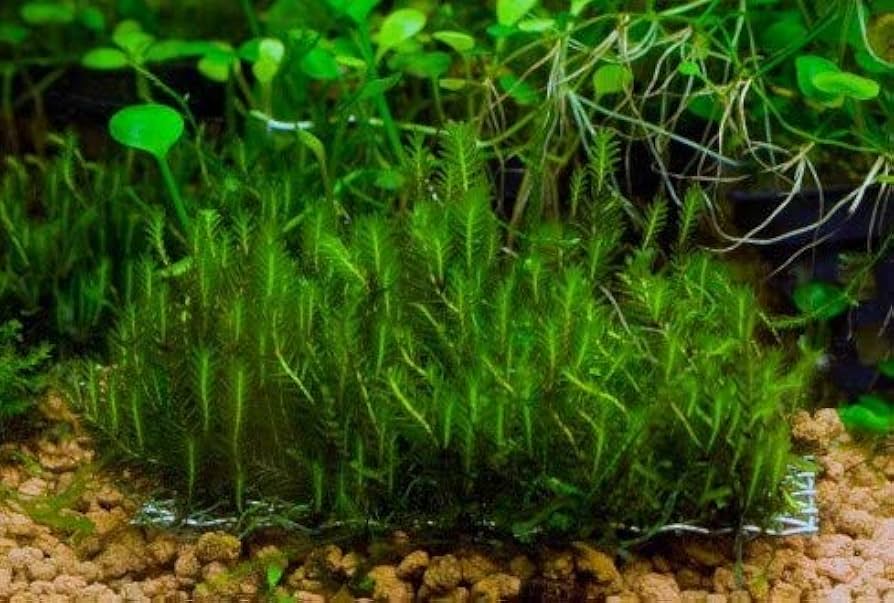 ホウオウ ホウオウ【P】{048/L-P}