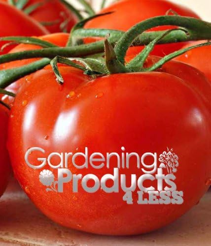 3 Seed Peat Pots Mega Bite Tomatoes From GardeningProducts4Less. Grow Medium to Large Tomatoes in Your Patio Container! Produces Up to 60 Bright Red Succulent Fruit Per Plant! No Growth Hormones Needed, Perfect for Your Home-made Meals, Pizza Sauce, Pasta, Italian Food, Tomato Based Dishes. You Won't Find These Tomatoes in Your Local Supermarket! You Have to Try the Tomatoes You Can Grow From the Mega Bite Tomato Plants! Vegetables, Gourmet Food, Organic, Fruit.
