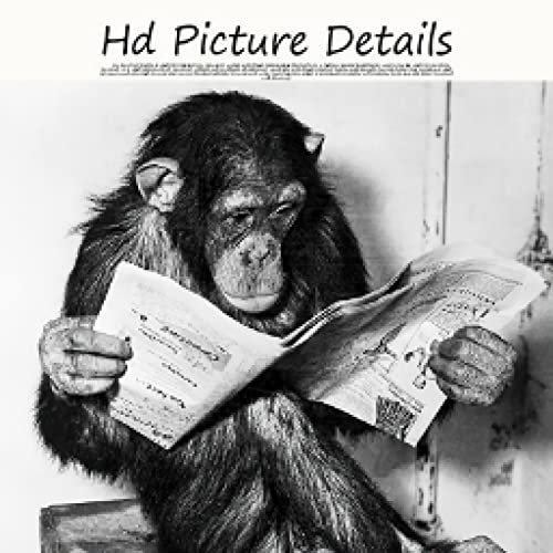 Affiche murale singe journal pour masquer un mur vide avec humour 40x60 - 5