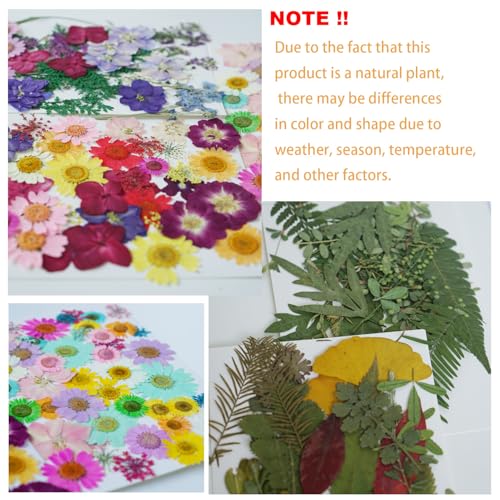 Kit de 43 flores secas prensadas para manualidades miniatura 4