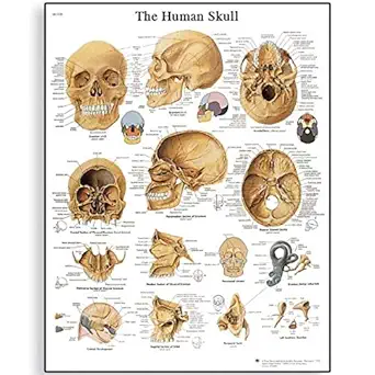 3B Scientific VR1131L Glossy Laminated Paper Human Skull Anatomical Chart, Poster Size 20