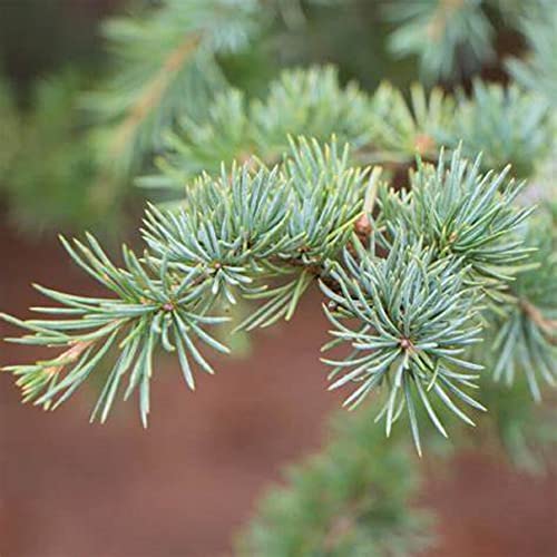 Chuxay Garden 5 Seeds Cedrus Atlantica,Glauca Group,Atlas Cedar,Blue Atlas Cedar Evergreen Tree Striking Landscaping Plant Excellent Addition To Garden #TOP3