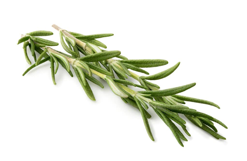 AllThatGrows Rosemary Herb Seeds - Pack of 450 Seeds (B09X5PJGKG) Amazon Price History, Amazon Price Tracker