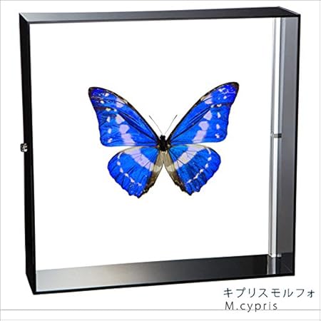 Amazon Co Jp 蝶の標本 キプリスモルフォ Morpho Cypris モルフォチョウ アクリルフレーム 黒 おもちゃ