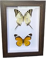 Vista 7 de 2 piezas enmarcadas de mariposa real, espécimenes de mariposa de taxidermia en marco, colección de insectos, decoración de escritorio para el hogar