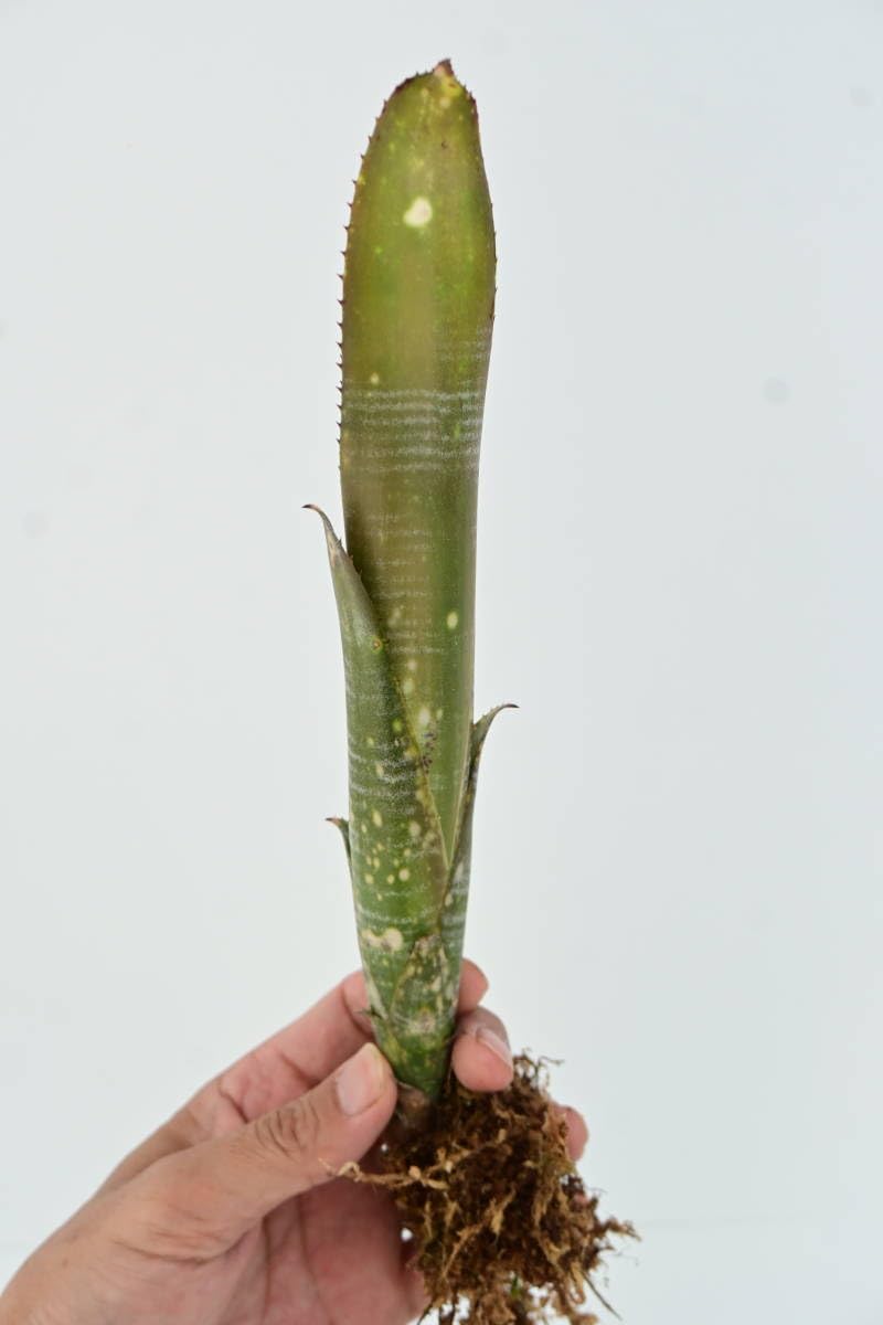 Amazon.co.jp: Billbergia 'Domingos Martins hybrid'① @bikamori.com