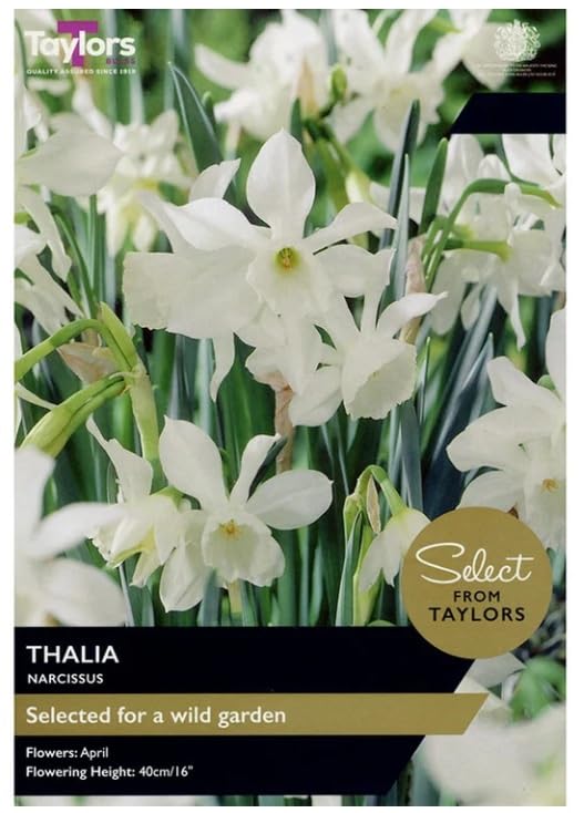 Taylors Narcissus Thalia Daffodil Bulbs, White Spring Flowers x8 Bulbs