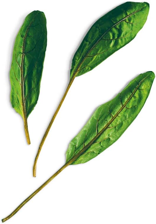 PLANTUI Bloody Sorrel Salad Plant Seeds Capsules Indoor Gardening Smart Garden