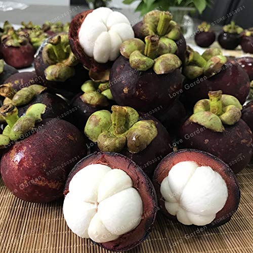 Mangostan Fruta Marca Bloom Green Co.