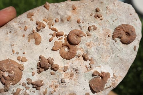 Image of Ammonites & Gastropods Plate Cretaceous Fossils Fossils from Morocco Fossil Rock ammonites Fossil from Morocco A105