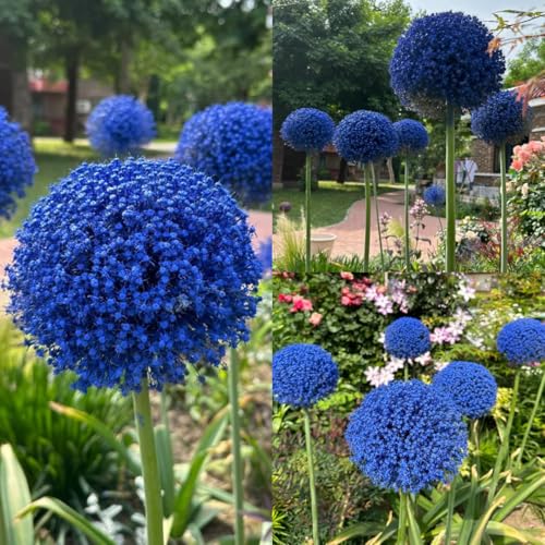 Bulbi di Allium, esotiche Allium giganteum, resistenti bulbi a precoce bulbi di estivi perenni 9pcs