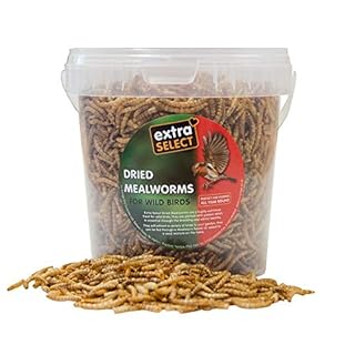 Kagesan SANDSHEET 40CM X 25CM – BLUE – PACK OF 6 BIRD CAGE LINER SHEET