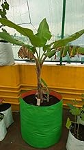 YUVAGREEN Plastic Big Size Terrace Gardening Grow Bag for Fruits, Banana, 24x24inch, 2x2ft (EA11, Green)