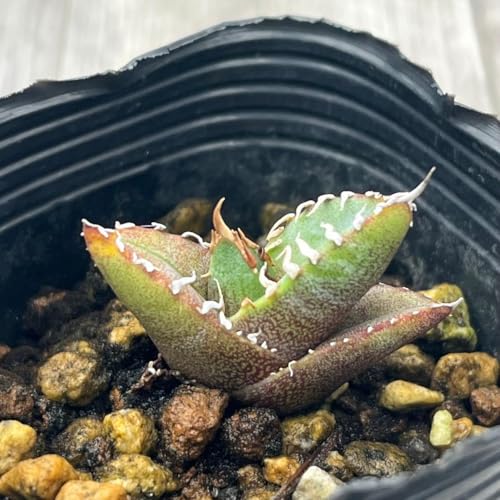 AKx IeC   T{e `^m^ AG JN^X A