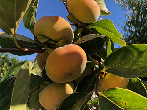 2 Packages of Fuyu Persimmon Seeds - 10 Seeds Per Package