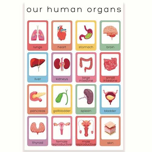 Printlabz Our Human Organs Classroom Poster - Learning Anatomy of