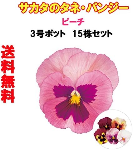 Amazon サカタのタネ パンジーパシオピーチ3号ポット苗 15株セット 花