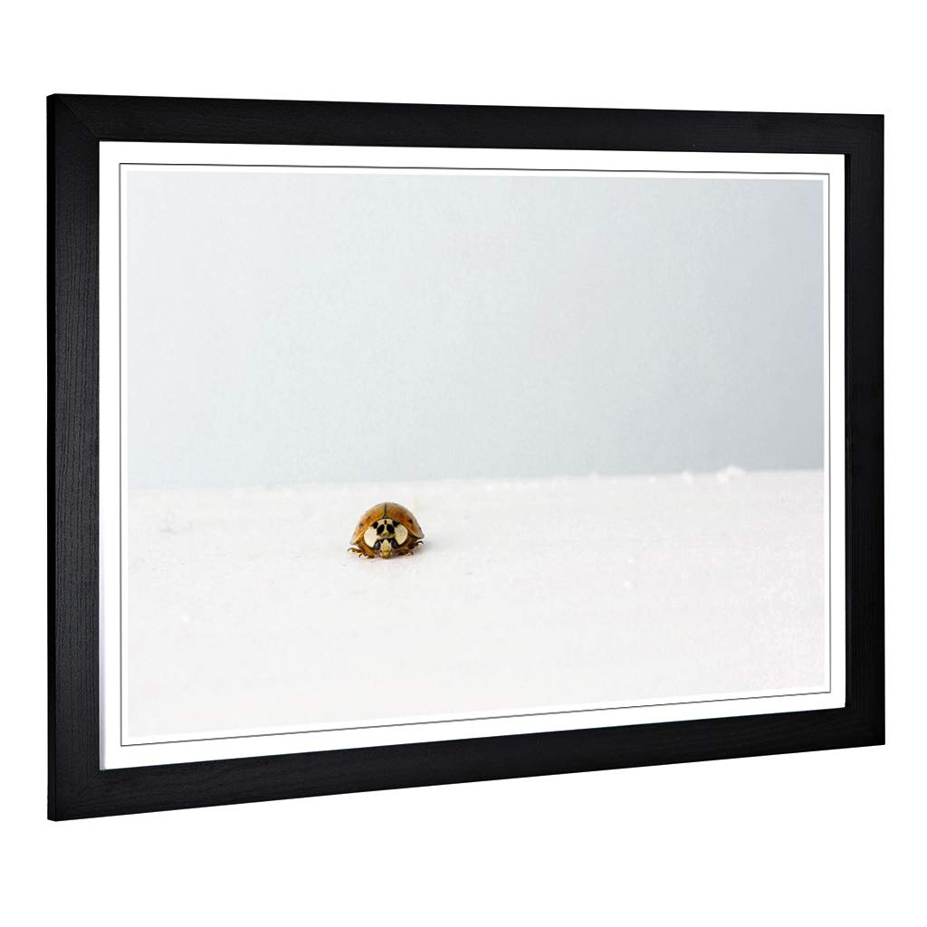 Big Box Art Framed Print of The Lone Ladybird Design | Wall Art Picture | Home Decor for Kitchen, Living, Dining Room, Lounge, Bedroom, Hallway, Office, Black, A2 / 24.5x18 Inch / 62x45cm