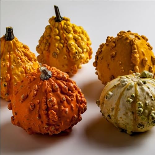 Small Warted Mixed Gourd 4 Gram ~60 Seeds – Cucurbita