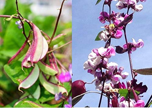 10+ Hyacinth Bean Asia Hyacinth Bean Seeds Purple Flower Lablab Purpureus Vegetable Non-Gmo #TOP1