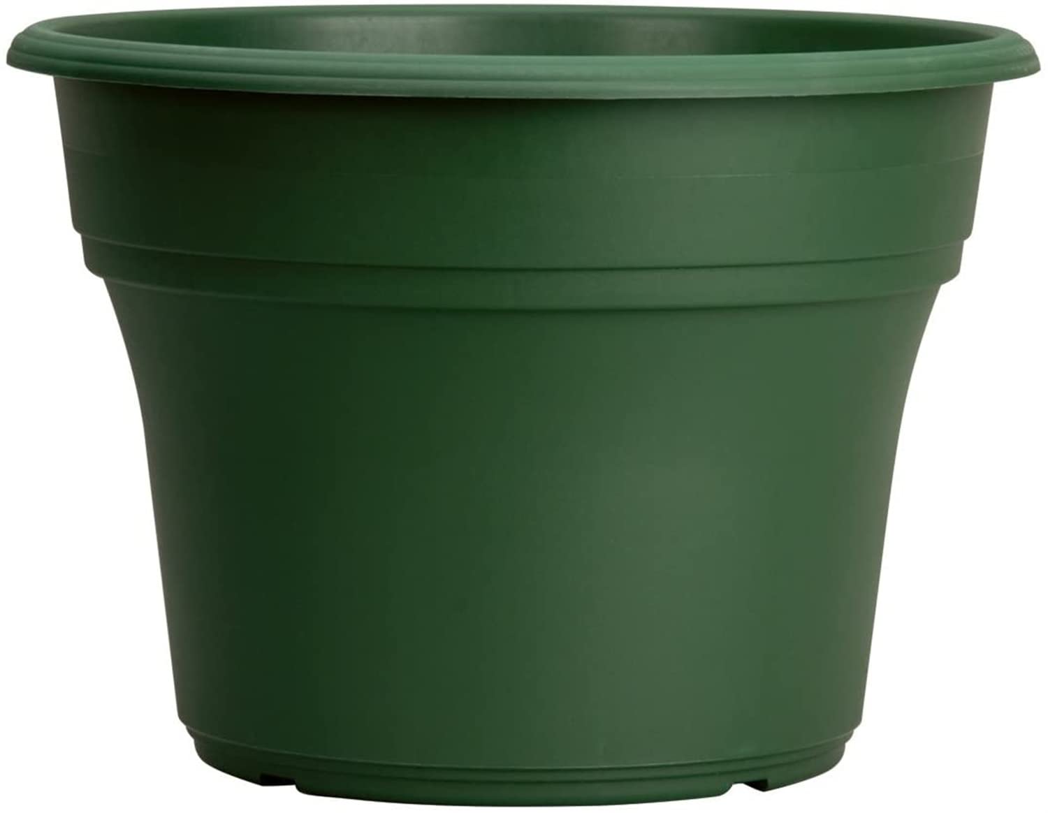 zz plant pot size ZZ Plant: Zamioculcas zamiifolia - 14 inch pot
