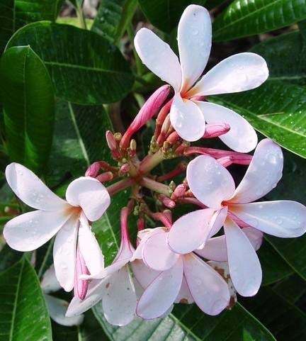 Gurveplantationi Champa Plumeria Plant Live Magnolia Champaca Son Chafa ...